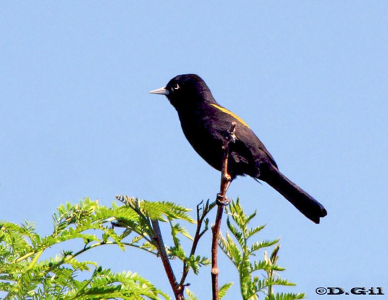 BOYERO ALA AMARILLA (Cacicus chrysopterus) - Rincon de Franquía-Bella Union-ARTIGAS (Octubre 2010)